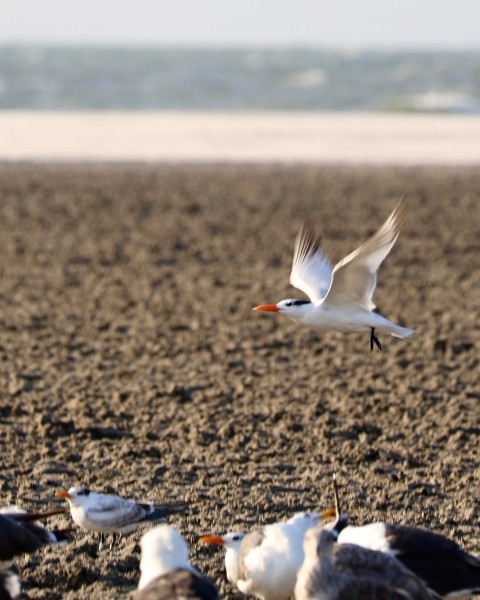 Cape May County beach scene